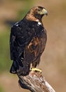 Iberian imperial eagle Royalty Free Stock Photo